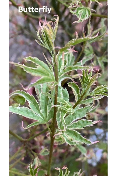 Acer Butterfly опис